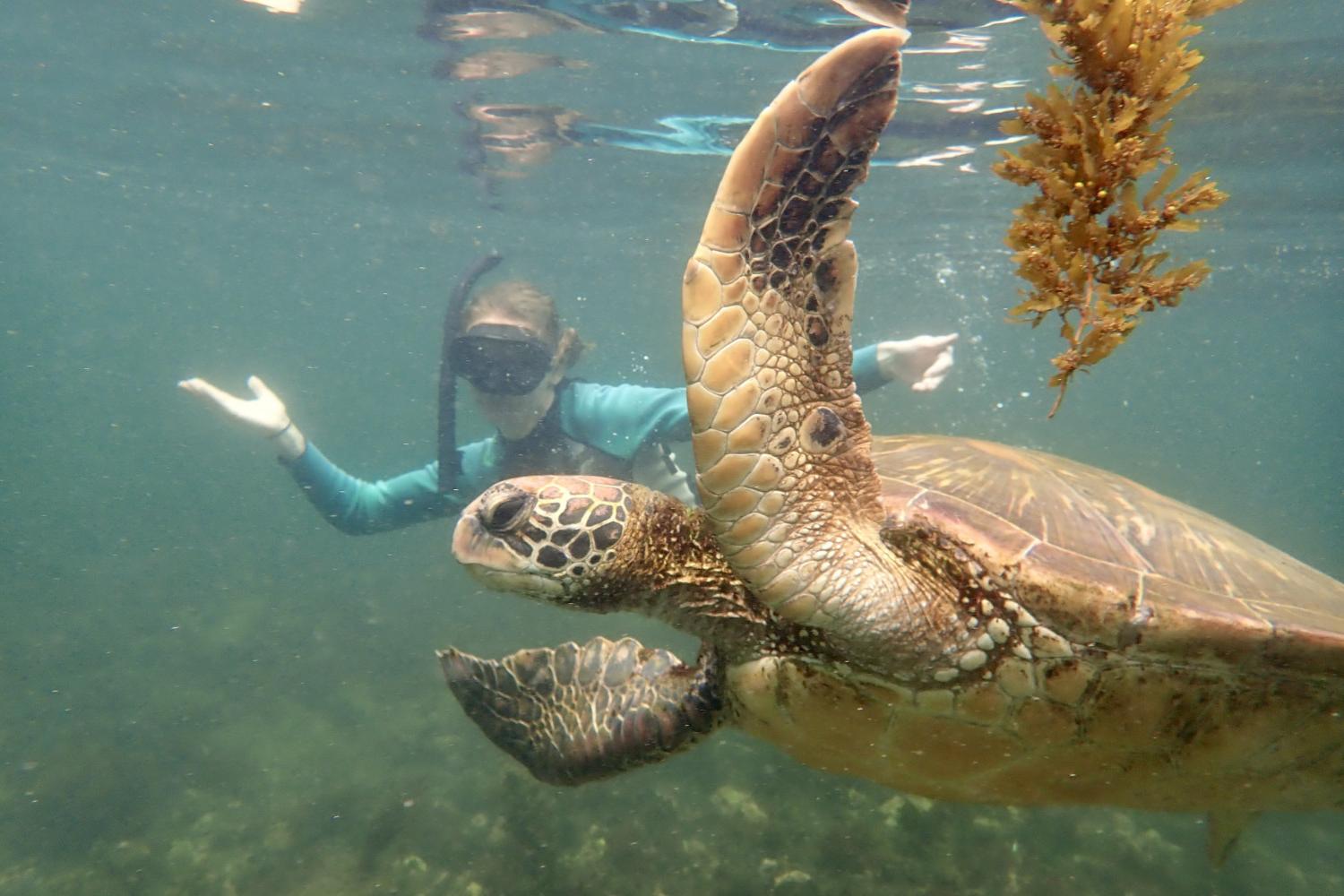 一名<a href='http://ammv.ngskmc-eis.net'>bv伟德ios下载</a>学生在Galápagos群岛游学途中与一只巨龟游泳.